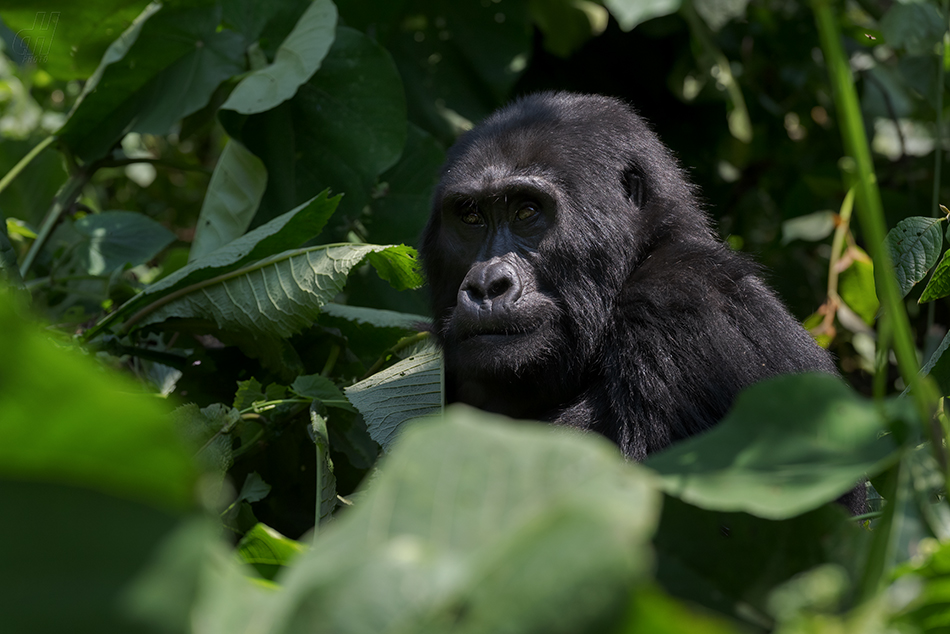 gorila horská - Gorilla beringei