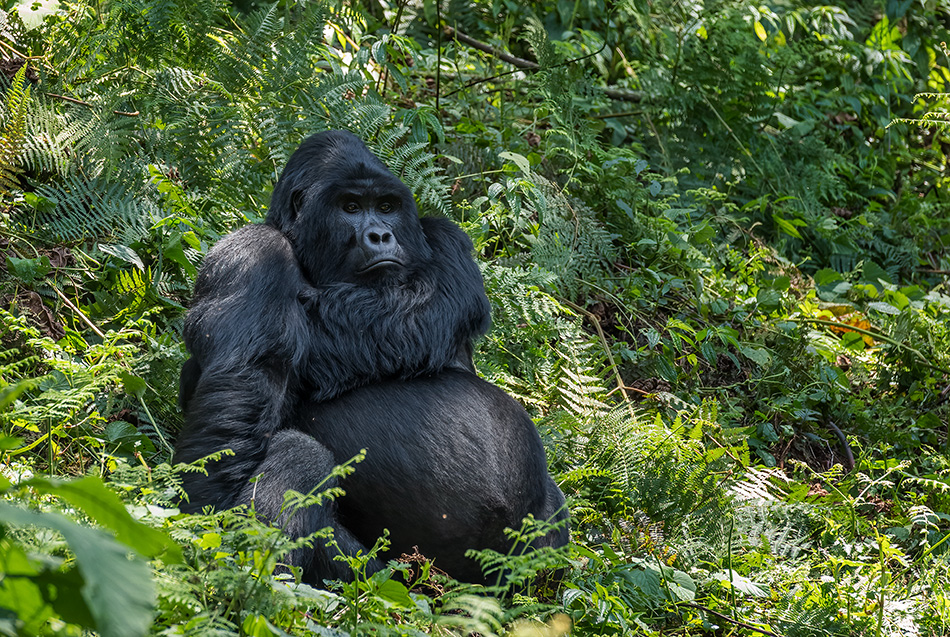 gorila horská - Gorilla beringei