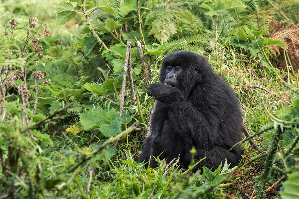 gorila horská - Gorilla beringei