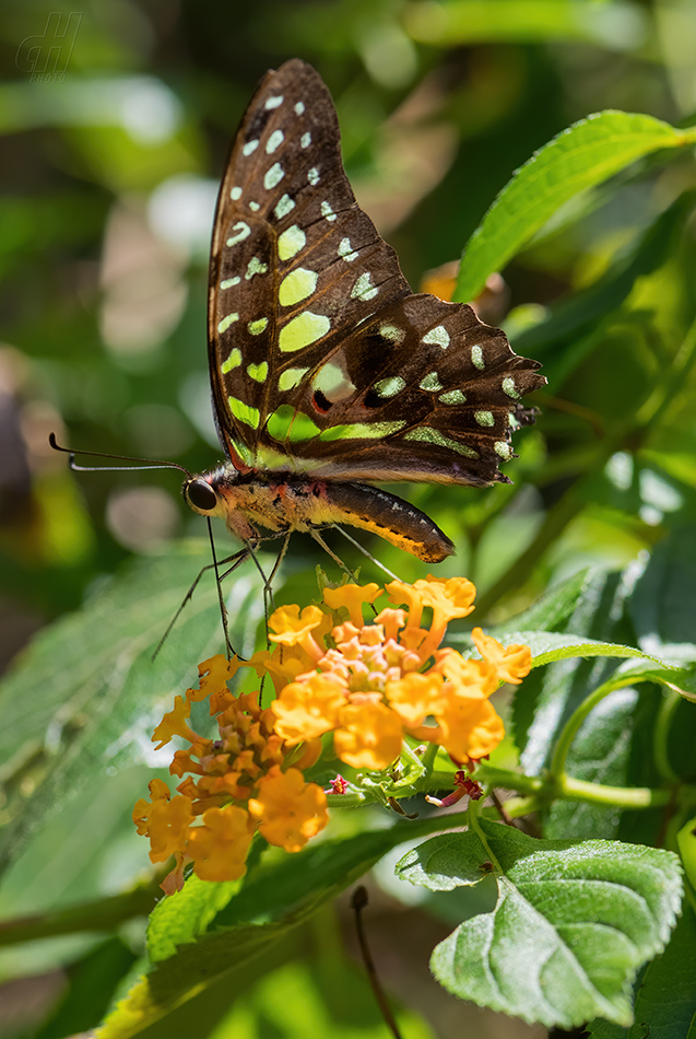 Graphium agamemnon