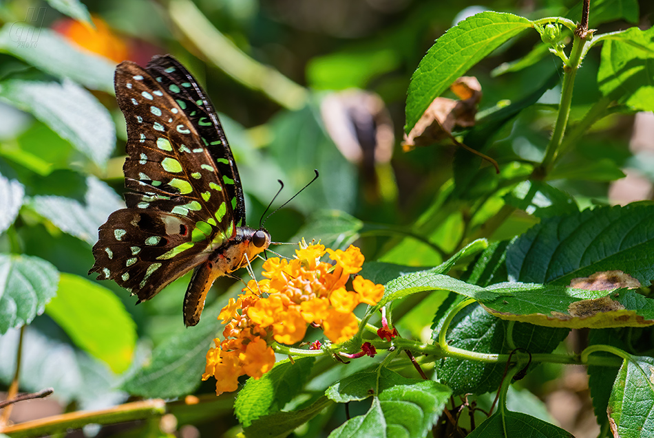 Graphium agamemnon