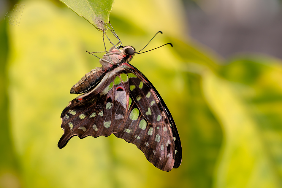 Graphium agamemnon