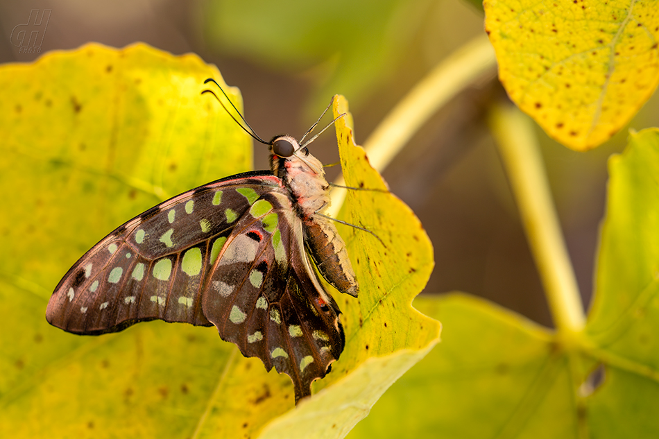 Graphium agamemnon