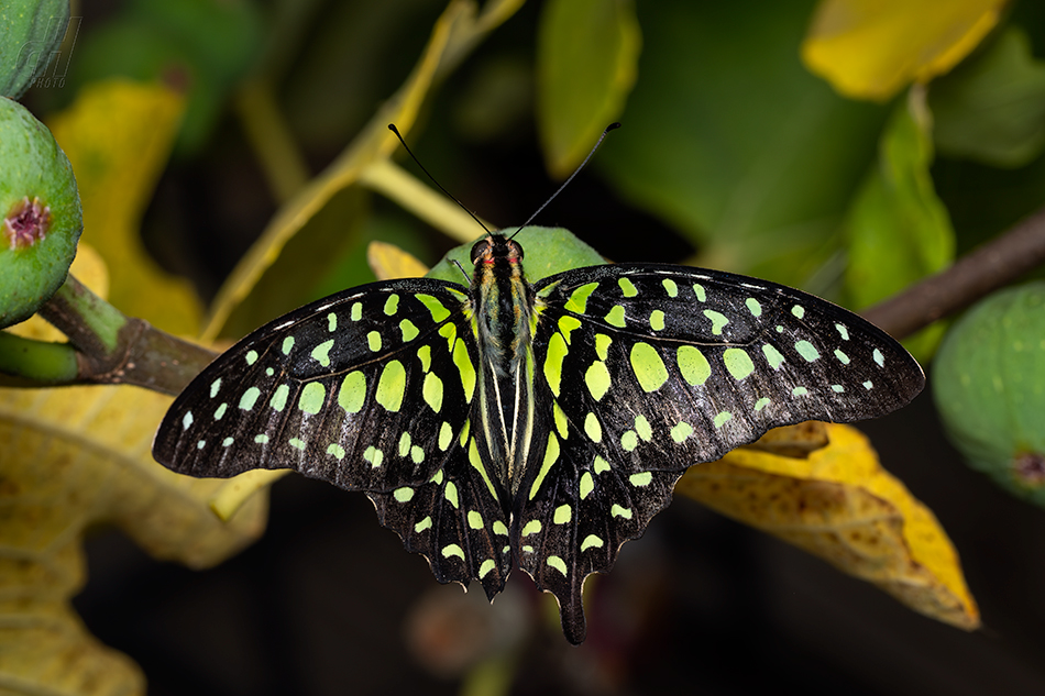 Graphium agamemnon