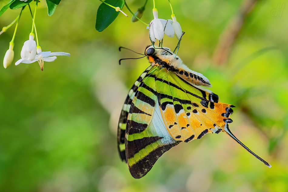 Graphium antiphates