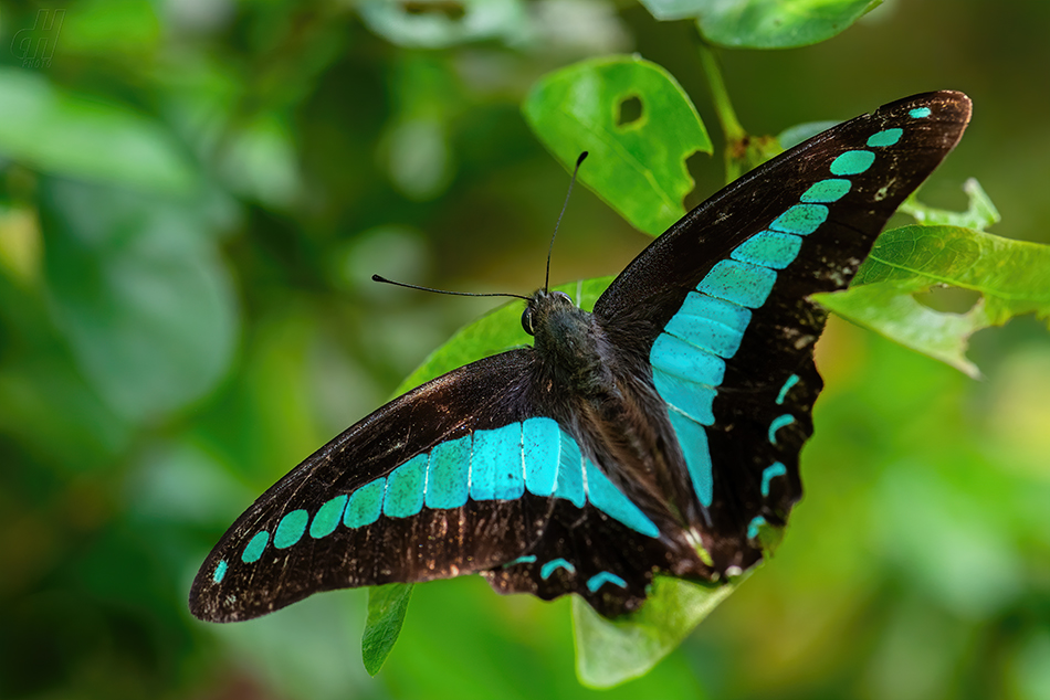 Graphium sarpedon