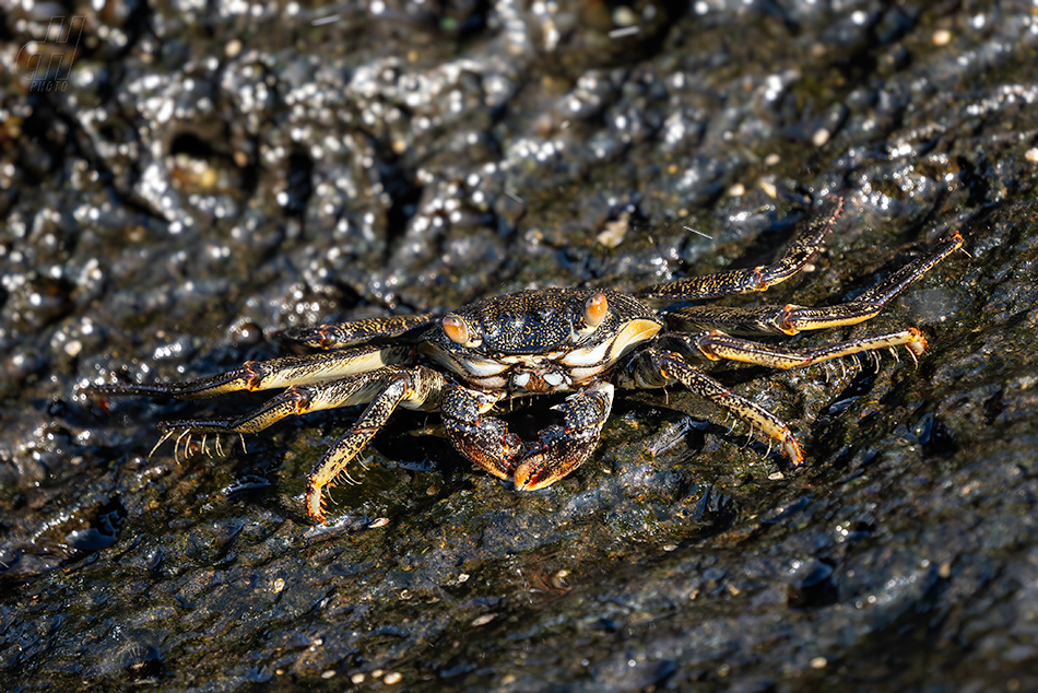 Grapsus tenuicrustatus