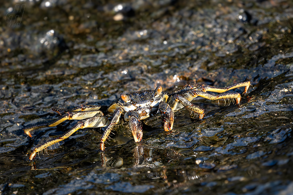 Grapsus tenuicrustatus