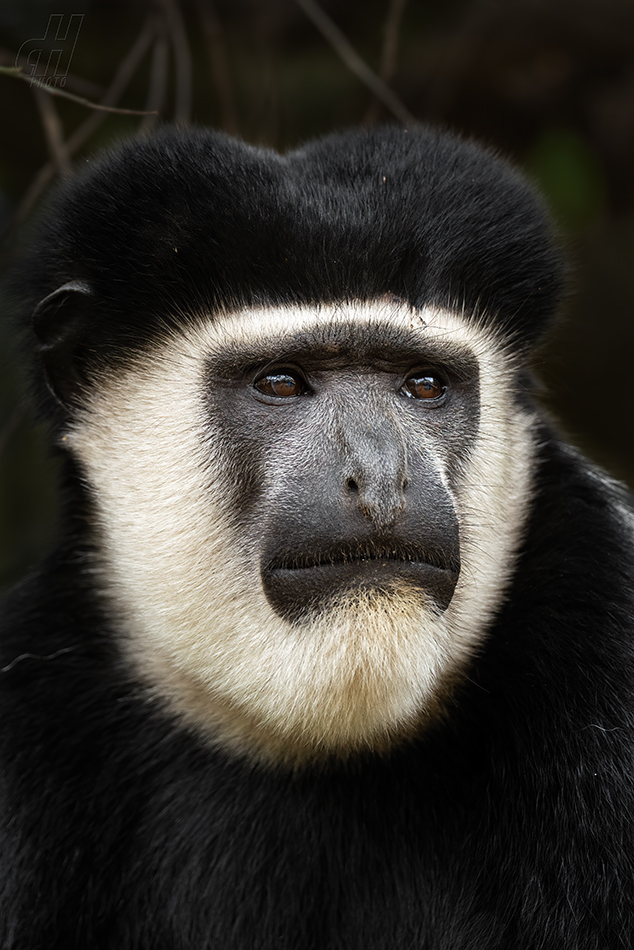 gueréza pláštíková - Colobus guereza