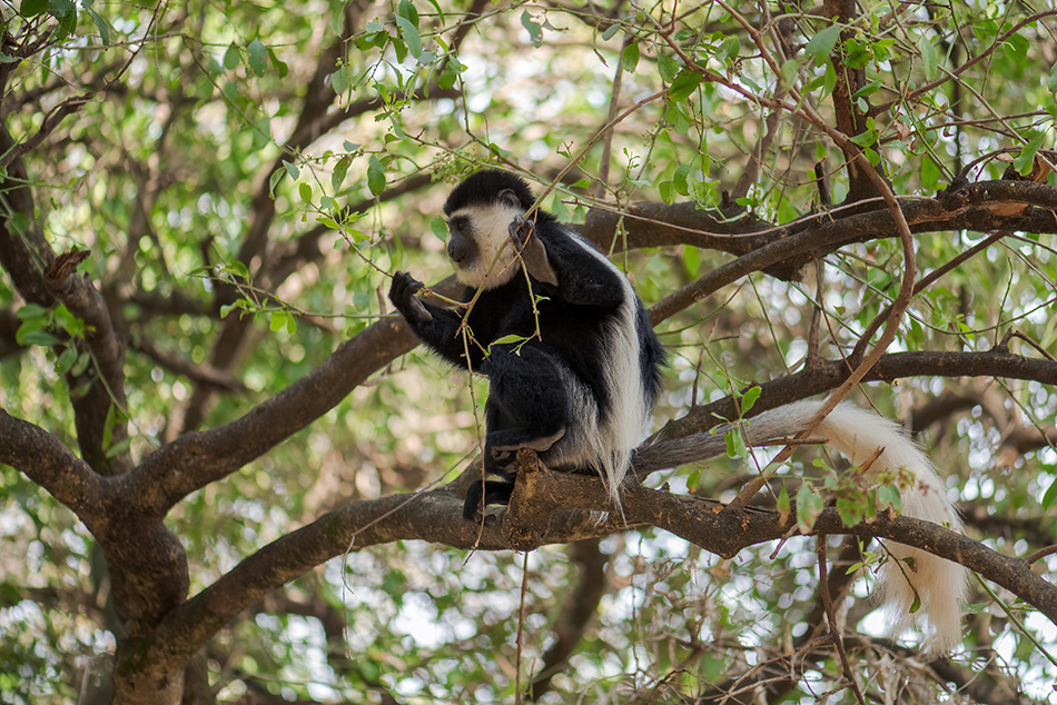 gueréza pláštíková - Colobus guereza