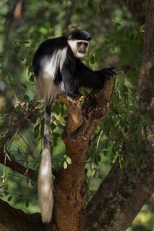 gueréza pláštíková - Colobus guereza