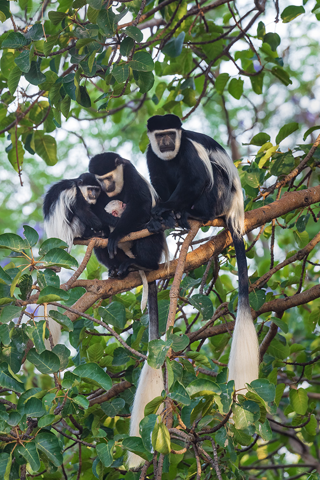 gueréza pláštíková - Colobus guereza