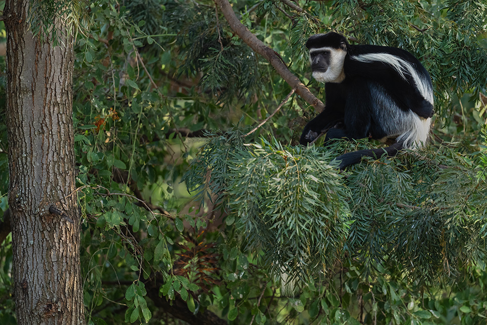 gueréza pláštíková - Colobus guereza