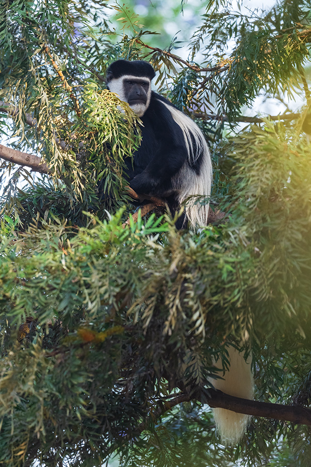 gueréza pláštíková - Colobus guereza