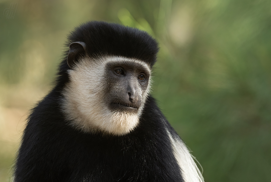 gueréza pláštíková - Colobus guereza