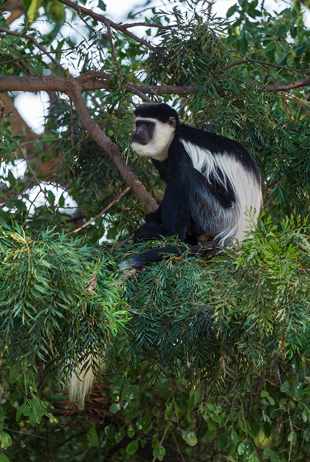 gueréza pláštíková - Colobus guereza