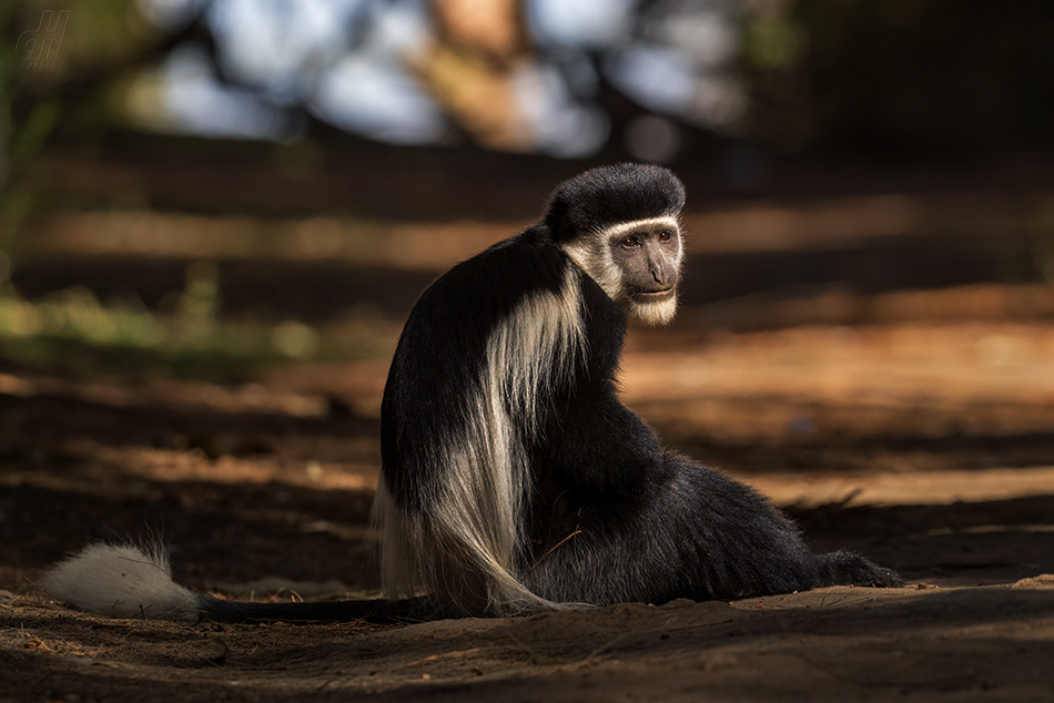 gueréza pláštíková - Colobus guereza