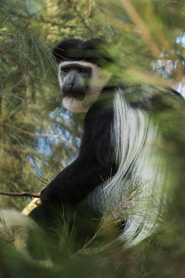 gueréza pláštíková - Colobus guereza