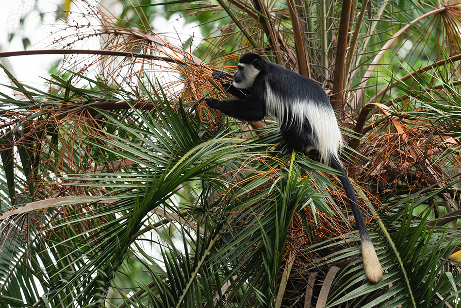 gueréza pláštíková - Colobus guereza