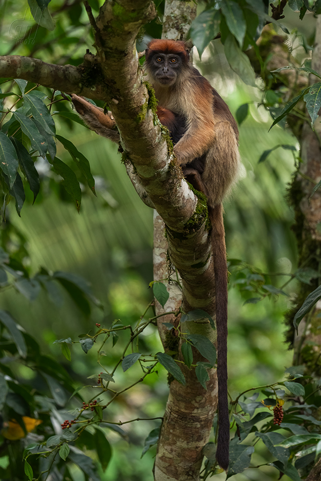 gueréza šedonohá - Piliocolobus tephrosceles