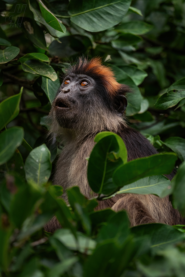 gueréza šedonohá - Piliocolobus tephrosceles