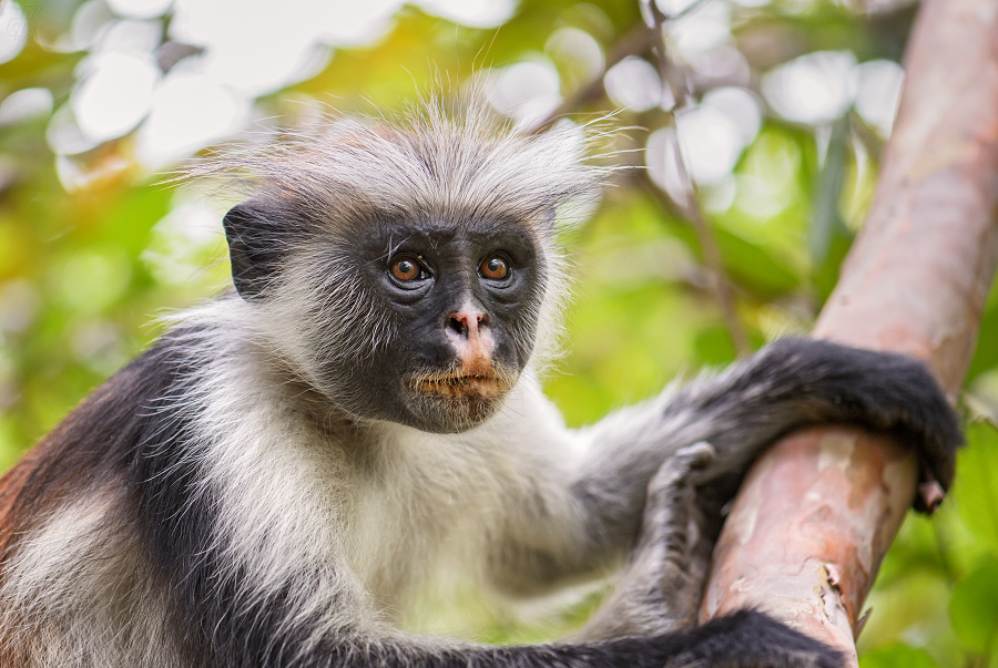 gueréza zanzibarská - Piliocolobus kirkii