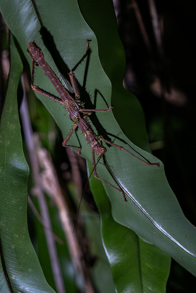 Haaniella saussurei