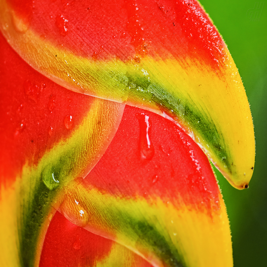 Heliconia rostrata