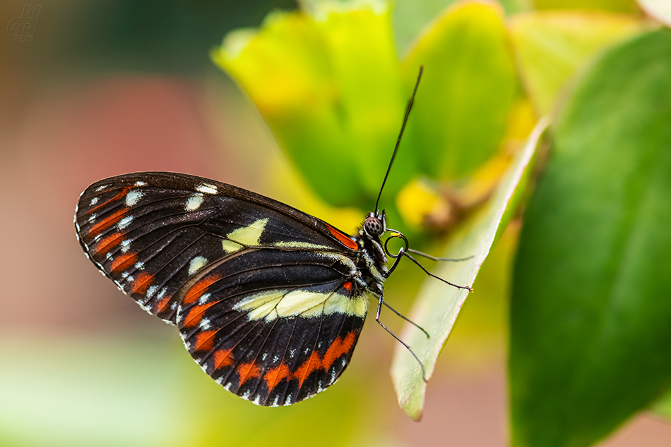 Heliconius atthis