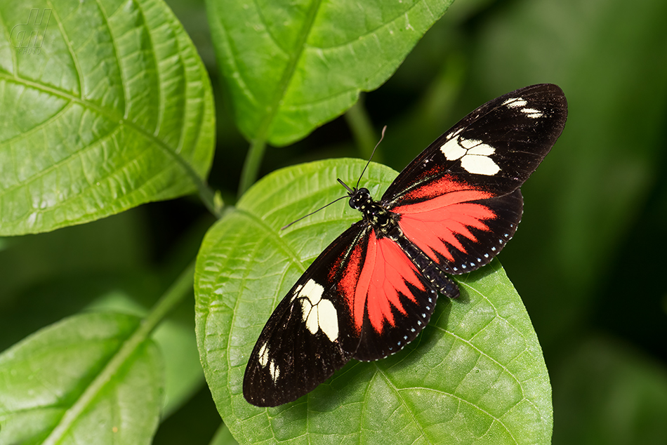 Heliconius doris