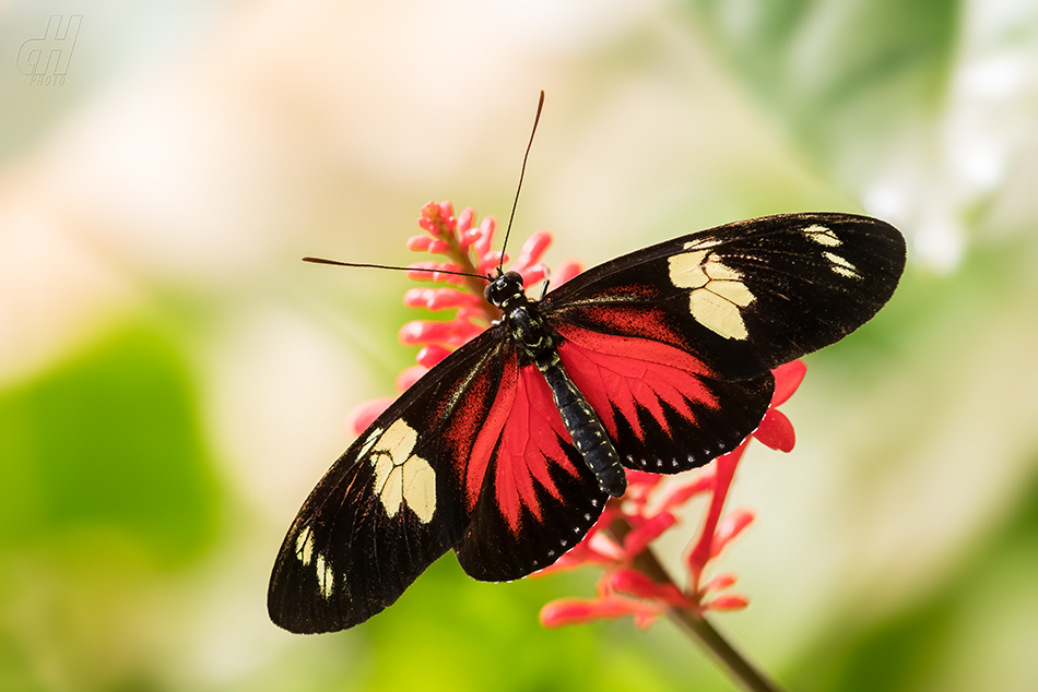 Heliconius doris