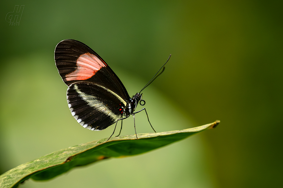 Heliconius erato