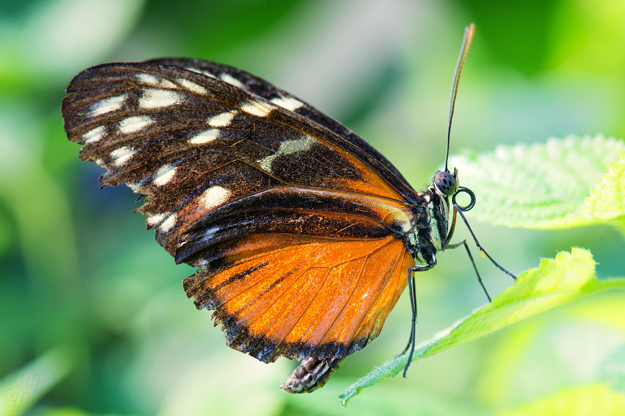 Heliconius hecale