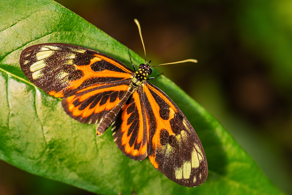 Heliconius ismenius