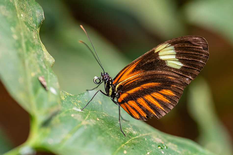 Heliconius melpomene