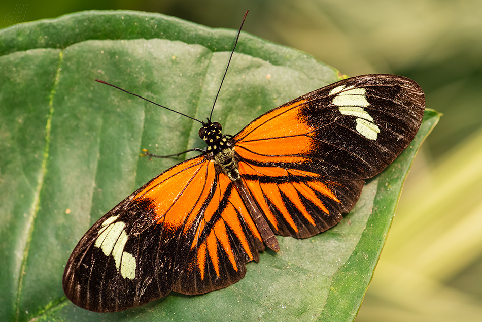 Heliconius melpomene