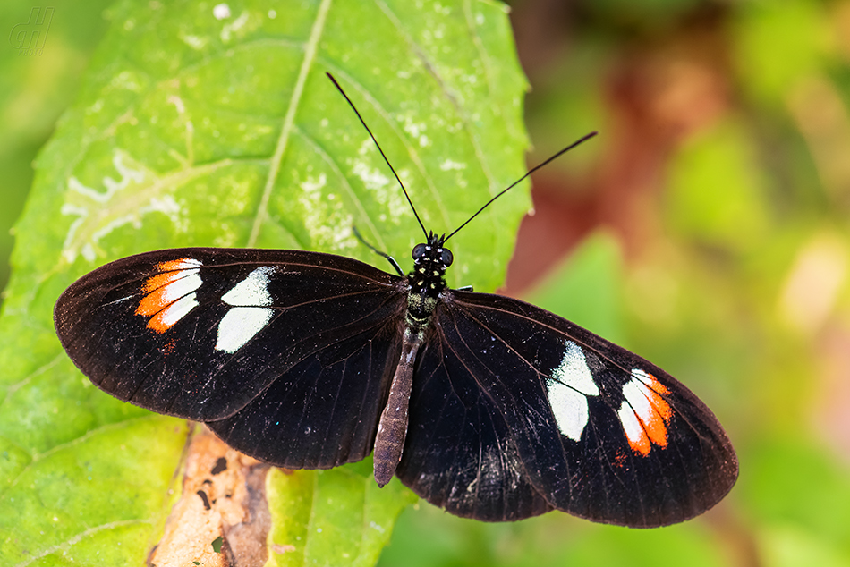 Heliconius melpomene