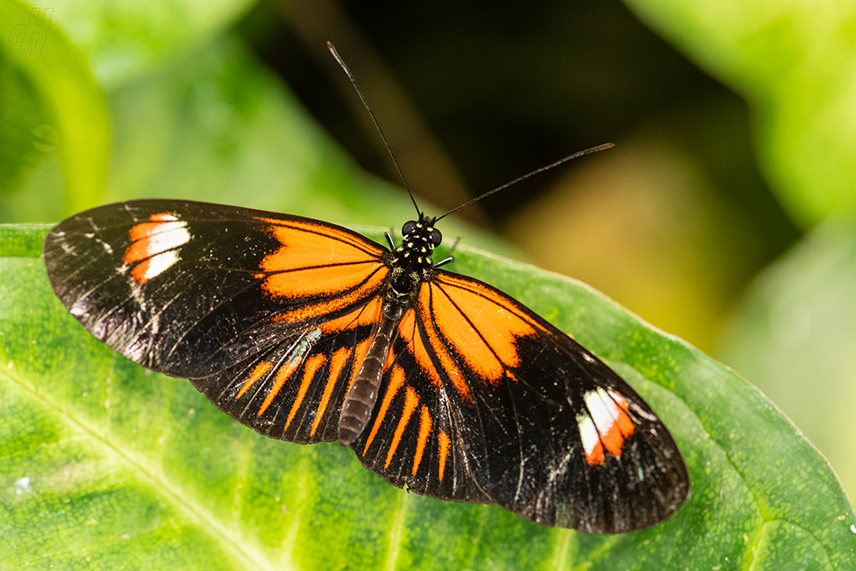 Heliconius melpomene