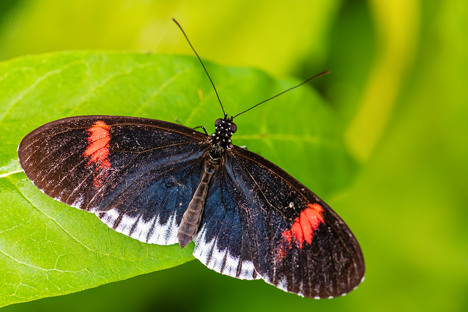 Heliconius melpomene