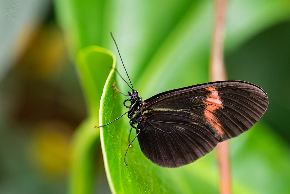 Heliconius melpomene