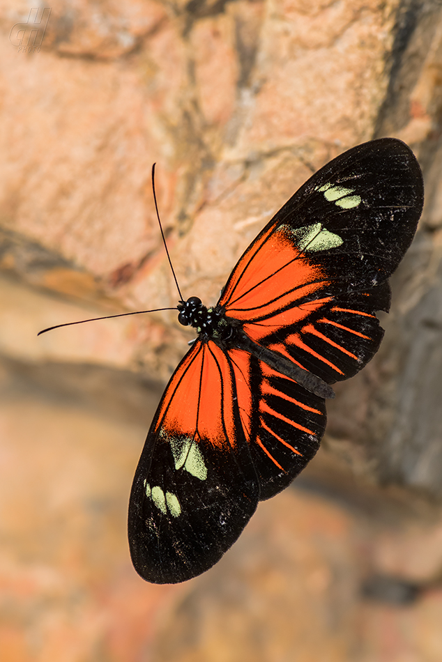 Heliconius melpomene