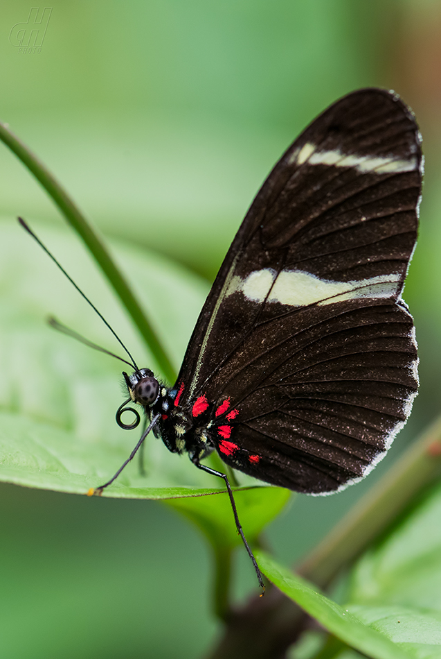 Heliconius sara