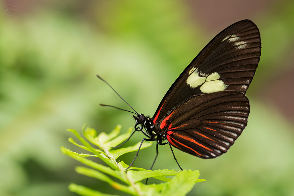 Heliconius sara