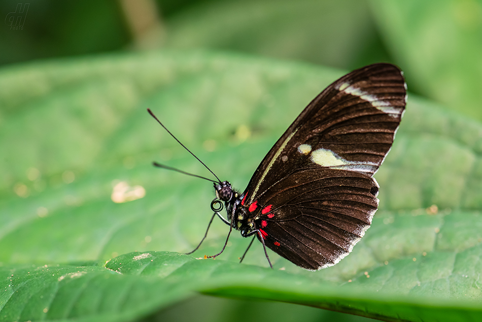 Heliconius sara