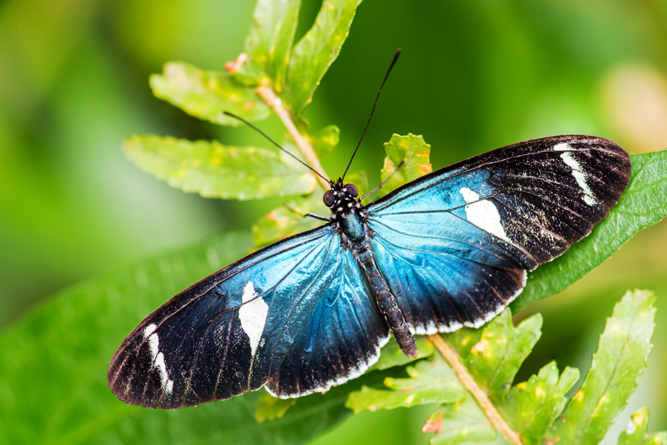 Heliconius sara