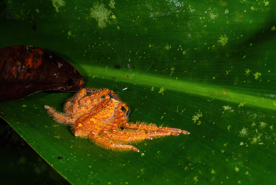 Heteropoda davidbowie