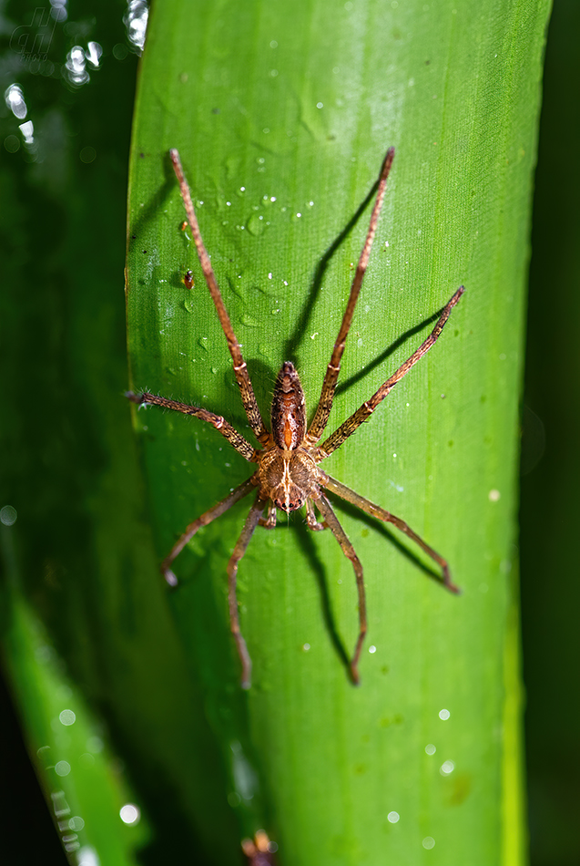 Heteropoda ocyalina