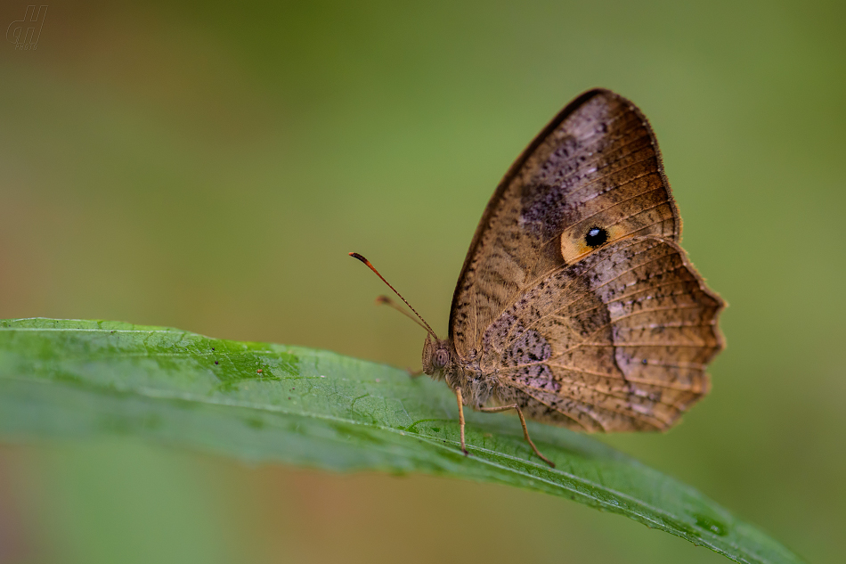 Heteropsis iboina