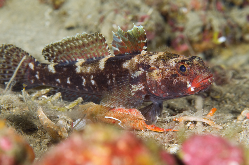 hlaváč krvavý - Gobius cruentatus