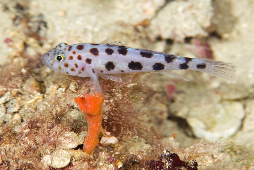 hlaváč sedlatý - Thorogobius ephippiatus